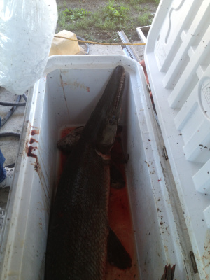 Surprise catch.